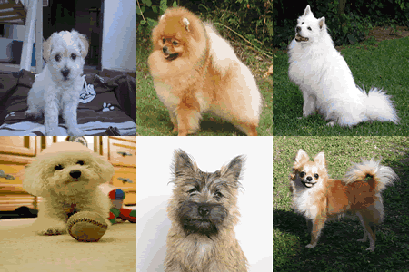 types of small white dogs