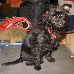 Affenpinscher