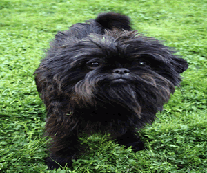 Affenpinscher