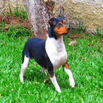 Brazilian Terrier