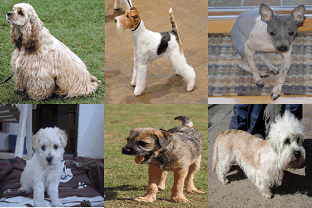 Small Dog Breeds A to Z