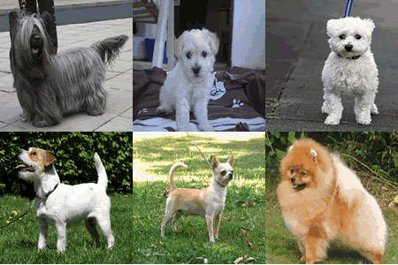 Popular Small Dogs