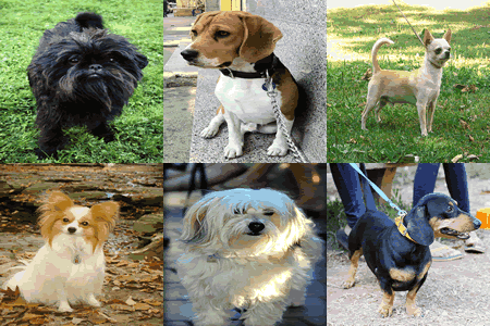 Cute Small Dog Breeds Pictures