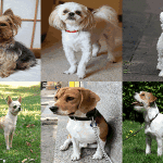 Pictures of cute small dogs
