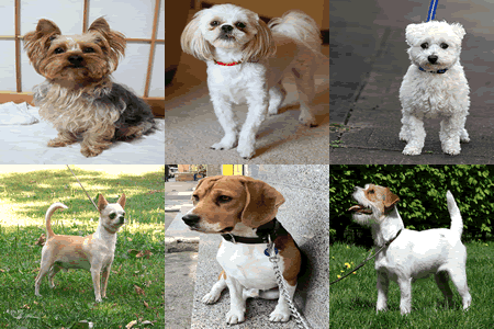 Pictures of cute small dogs