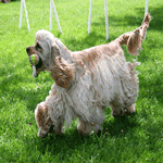 American Cocker Spaniel with tennis ball