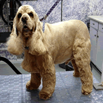 American Cocker Spaniel at the groomers