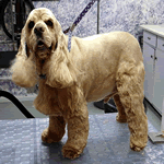 American Cocker Spaniel