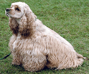 American Cocker Spaniel 