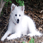 American Eskimo Dog lying in the leaves