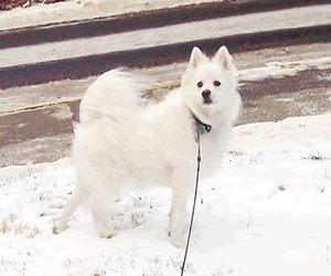 American Eskimo Dog