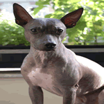 American Hairless Terrier pink and grey skin