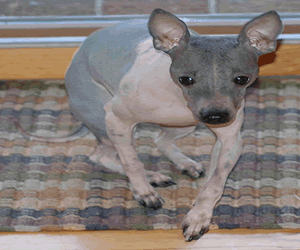 American Hairless Terrier