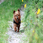 Australian Terrier running on a path