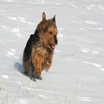 Australian Terrier jumping in the snow