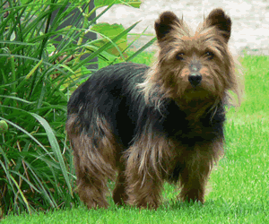 Australian Terrier