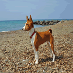 Basenji on the beach