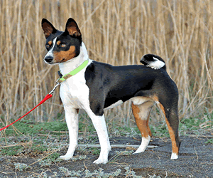 Basenji