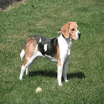 Beagle on the grass with a tennis ball playing fetch