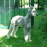 Bedlington Terrier stood up straight in the garden