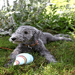 Puppy Bedlington Terrier lying down in the garden