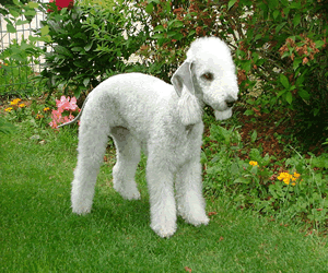 Bedlington Terrier