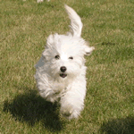 Bichon Frise running in the garden