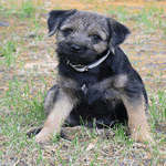 Border Terrier laid in the garden