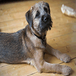 Border Terrier laid on the floor next to a bone