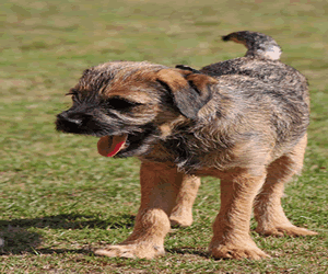 Border Terrier