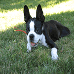 Young Boston Terrier laid in the garden