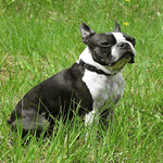 Large Male Boston Terrier sat in the garden