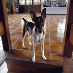 Brazilian Terrier stood at home in the kitchen