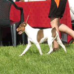 Brazilian Terrier white and brown out for a walk