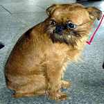 Brussels Griffon sat on the kitchen floor