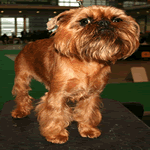 Brussels Griffon standing up straight in the living room