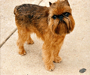 Brussels Griffon