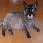 Cairn Terrier red, grey and black fur