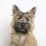 Cairn Terrier Cream with grey and parts of black fur coat