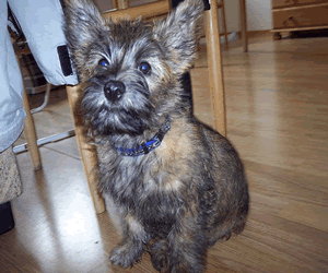 Cairn Terrier