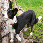 Cardigan Welsh Corgi black and white