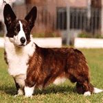 Cardigan Welsh Corgi brown, black and white