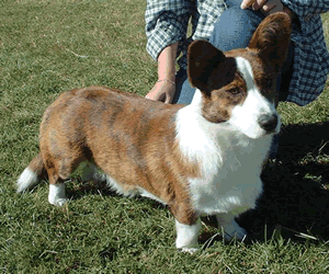 Cardigan Welsh Corgi