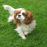 Cavalier King Charles Spaniel chestnut markings on white fur