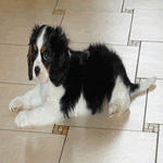 Cavalier King Charles Spaniel black and tan on white fur