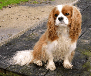 Cavalier King Charles Spaniel