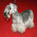 Cesky Terrier with grey-blue coat