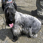 Cesky Terrier with a grey-blue coat and areas of light brown fur