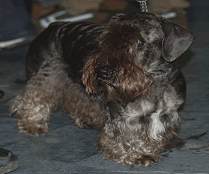 Cesky Terrier