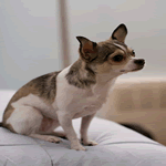 Chihuahua short haired